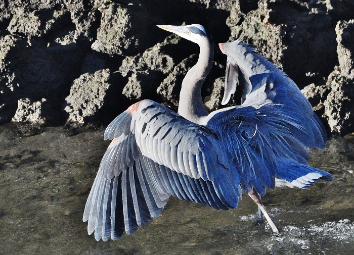 great blue heron with fluffed wings